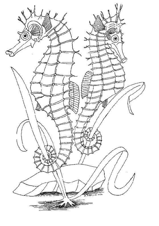 Dibujo para colorear: Caballito de mar (Animales) #18680 - Dibujos para colorear