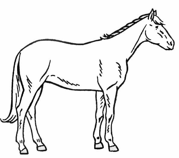 Dibujo gratuito Caballo #178238 de la coleccion Animales para imprimir Dibujo gratuito Caballo #178238 de la coleccion Animales para imprimir