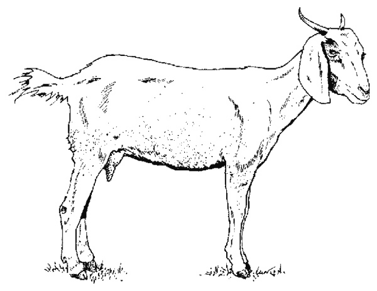 Dibujo para colorear: Cabra (Animales) #2370 - Dibujos para colorear