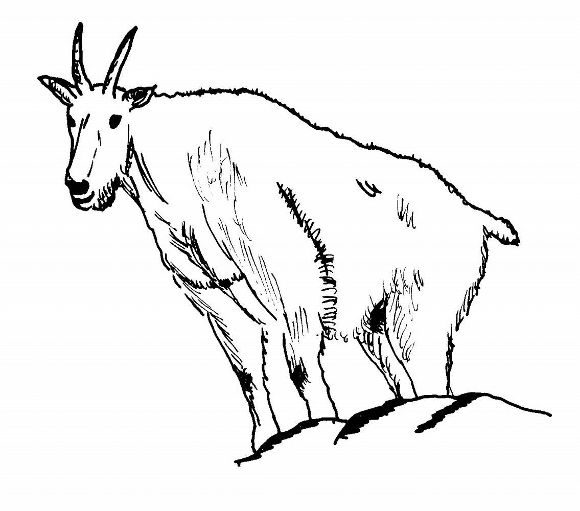 Dibujo para colorear: Cabra (Animales) #2386 - Dibujos para colorear