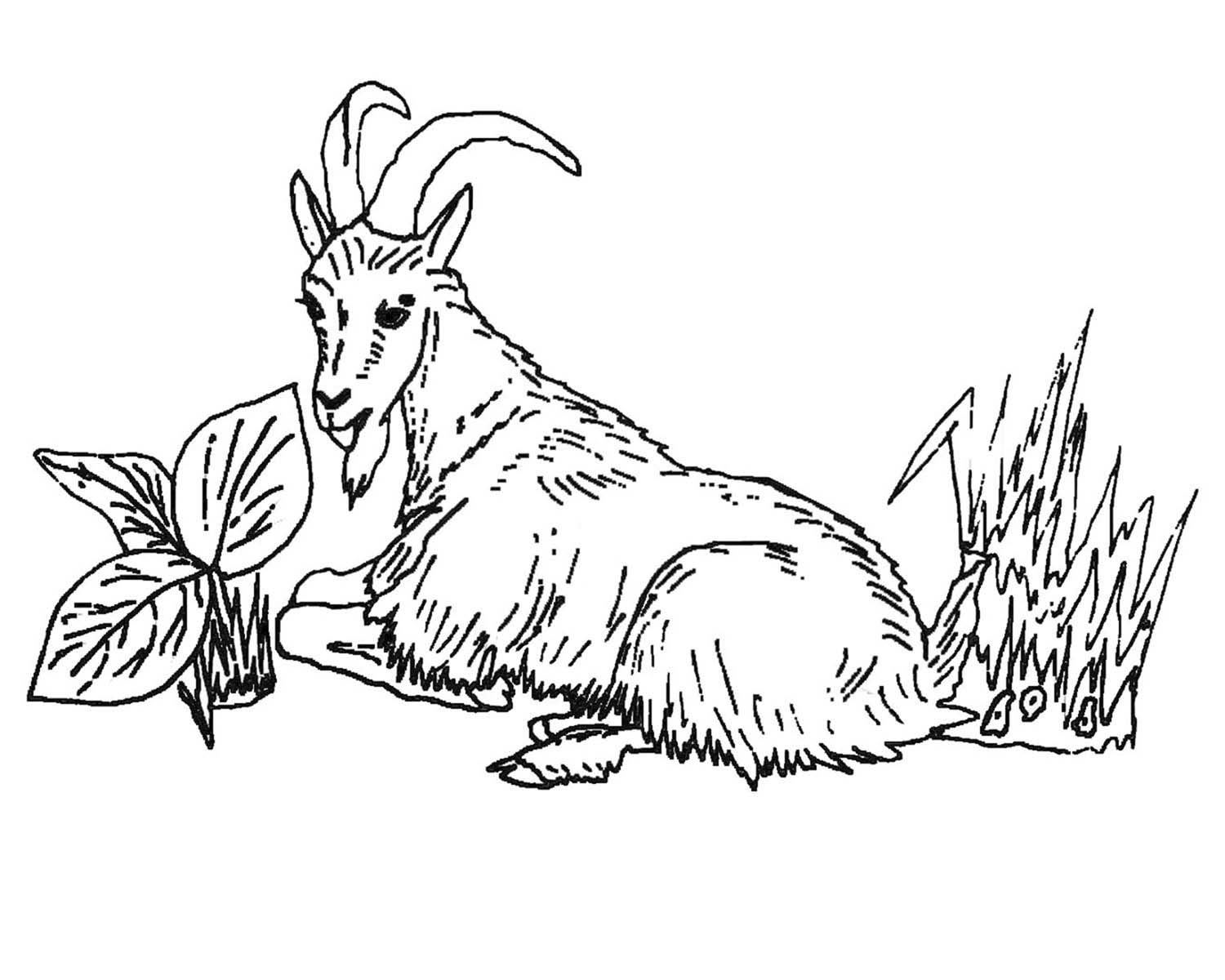 Dibujo para colorear: Cabra (Animales) #2418 - Dibujos para colorear