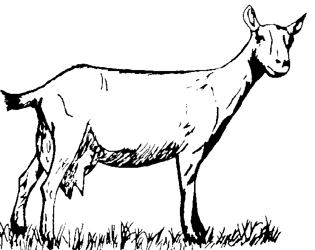 Dibujo para colorear: Cabra (Animales) #2478 - Dibujos para Colorear e Imprimir Gratis