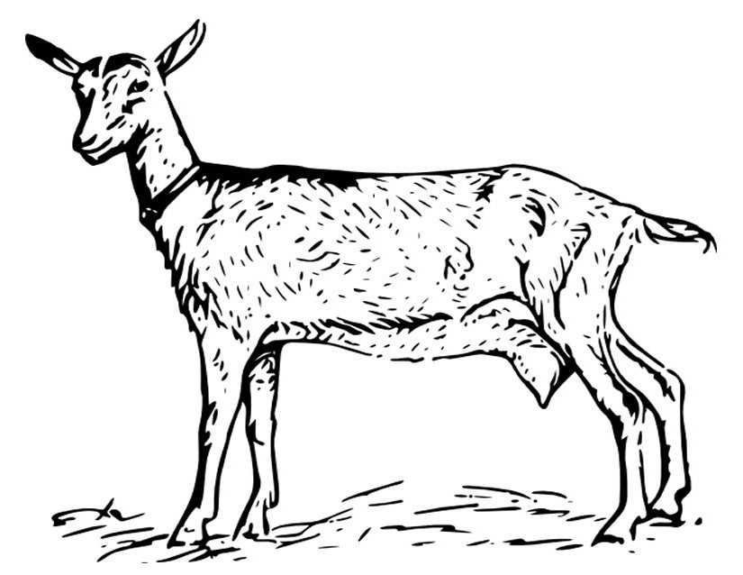 Dibujo para colorear: Cabra (Animales) #2508 - Dibujos para Colorear e Imprimir Gratis