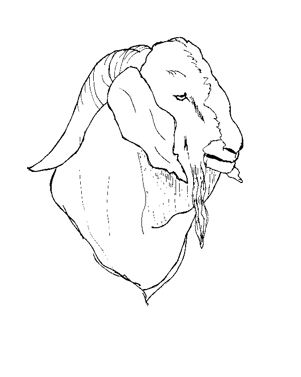 Dibujo para colorear: Cabra (Animales) #2527 - Dibujos para Colorear e Imprimir Gratis
