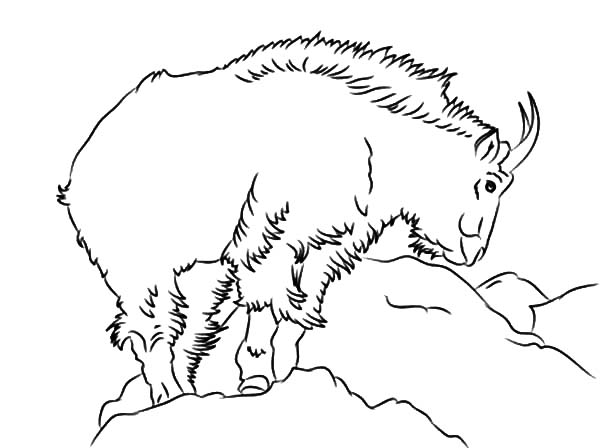 Dibujo para colorear: Cabra (Animales) #2559 - Dibujos para Colorear e Imprimir Gratis