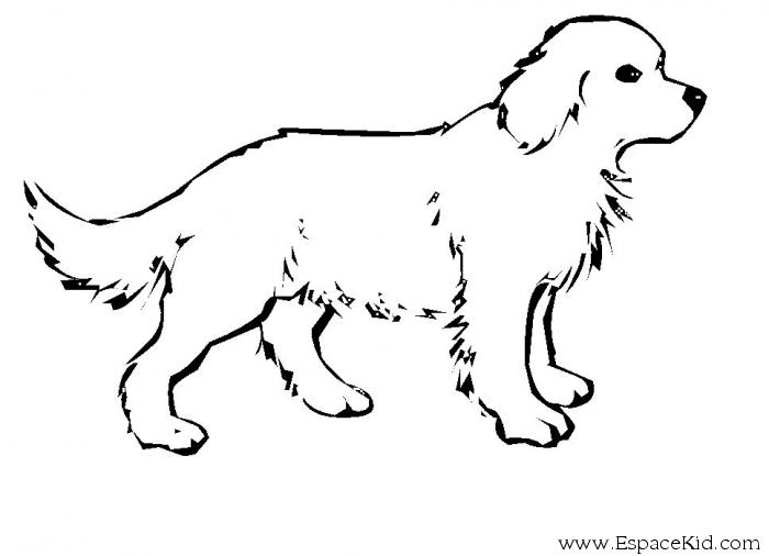 Dibujo para colorear: Cachorro (Animales) #2899 - Dibujos para colorear