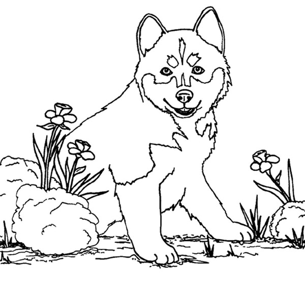 Dibujo para colorear: Cachorro (Animales) #2939 - Dibujos para colorear