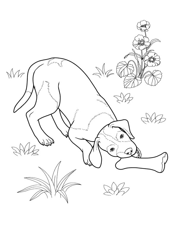 Dibujo para colorear: Cachorro (Animales) #2940 - Dibujos para colorear
