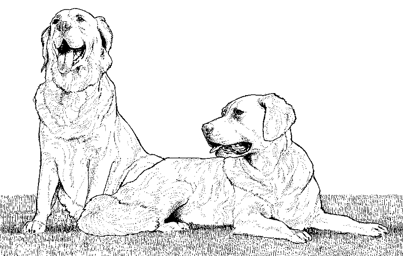 Dibujo para colorear: Cachorro (Animales) #2992 - Dibujos para Colorear e Imprimir Gratis