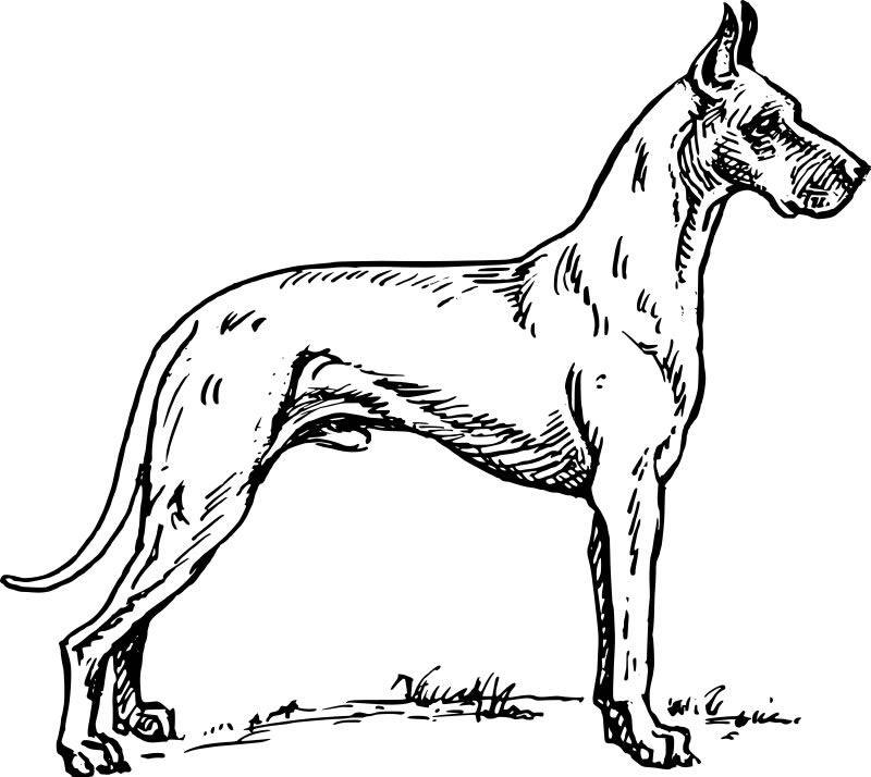 Dibujo para colorear: Cachorro (Animales) #3026 - Dibujos para Colorear e Imprimir Gratis