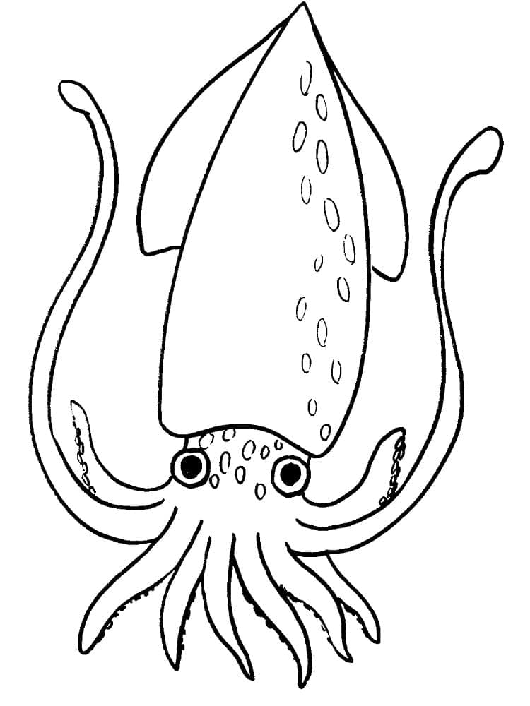 Dibujo gratuito Calamar #208863 de la coleccion Animales para imprimir