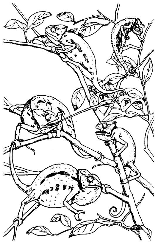 Dibujo para colorear: Camaleón (Animales) #1396 - Dibujos para Colorear e Imprimir Gratis
