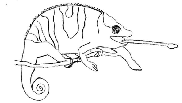 Dibujo para colorear: Camaleón (Animales) #1412 - Dibujos para Colorear e Imprimir Gratis
