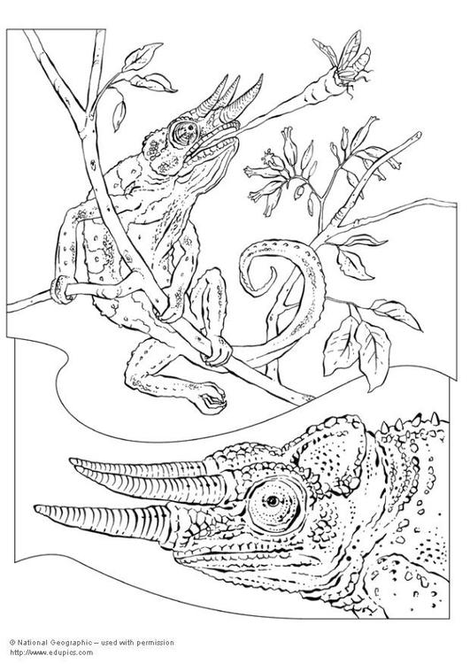 Dibujo para colorear: Camaleón (Animales) #1416 - Dibujos para Colorear e Imprimir Gratis