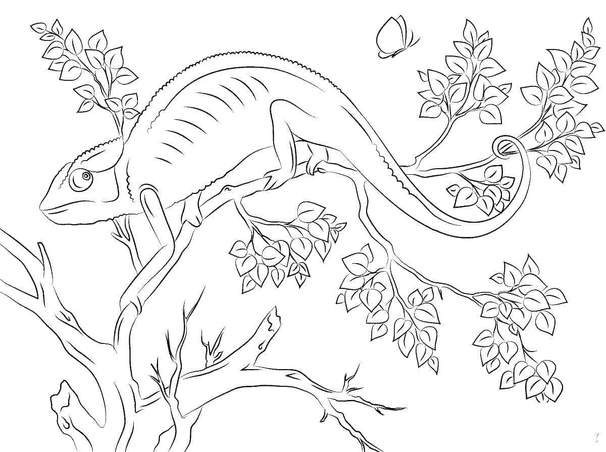 Dibujo gratuito Camaleón #206716 de la coleccion Animales para imprimir