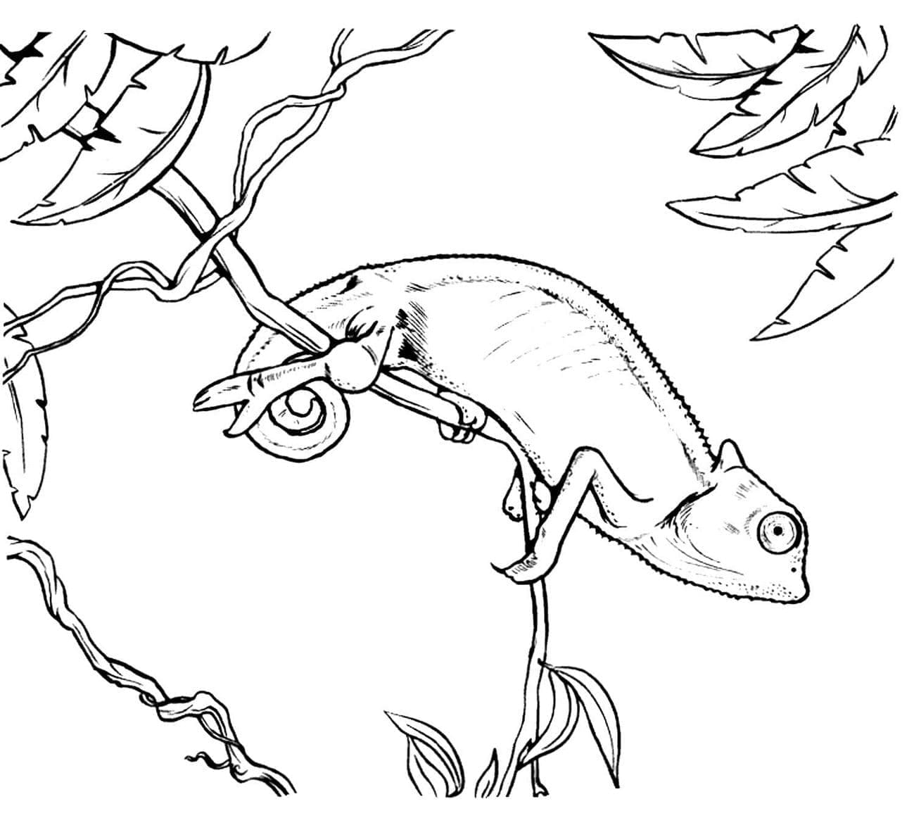 Dibujo gratuito Camaleón #206740 de la coleccion Animales para imprimir