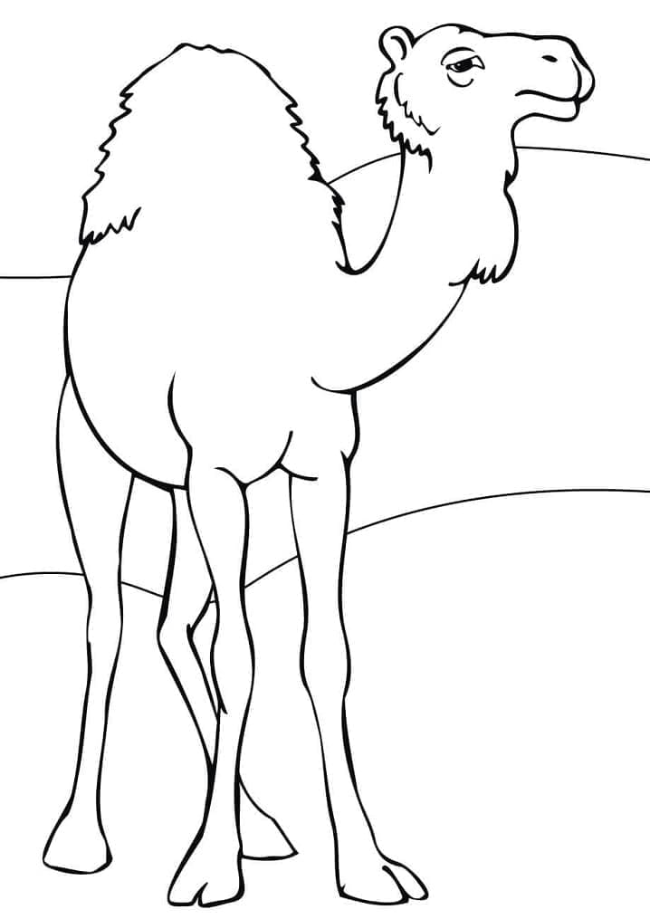 Dibujo gratuito Camello #205509 de la coleccion Animales para imprimir Dibujo gratuito Camello #205509 de la coleccion Animales para imprimir