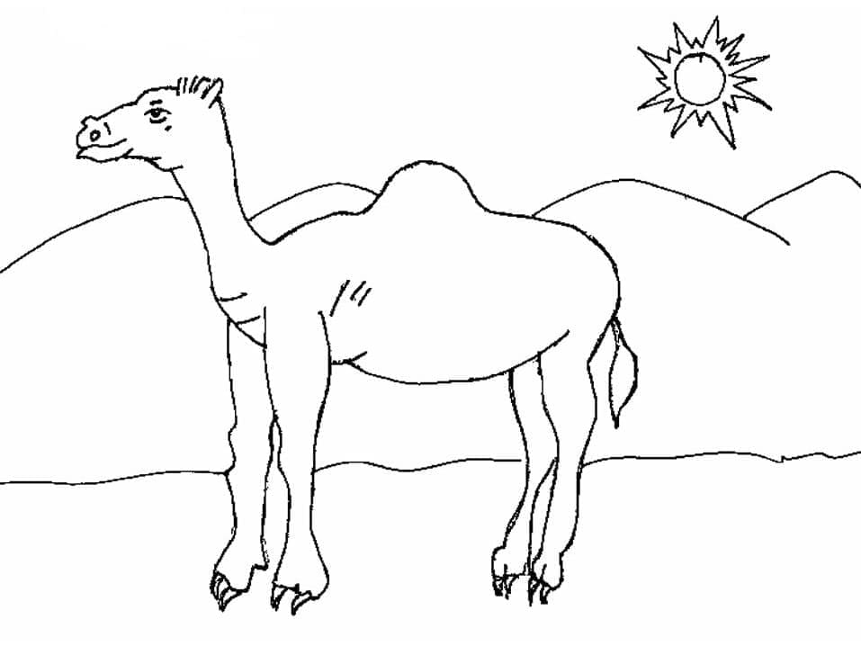 Dibujo gratuito Camello #205510 de la coleccion Animales para imprimir
