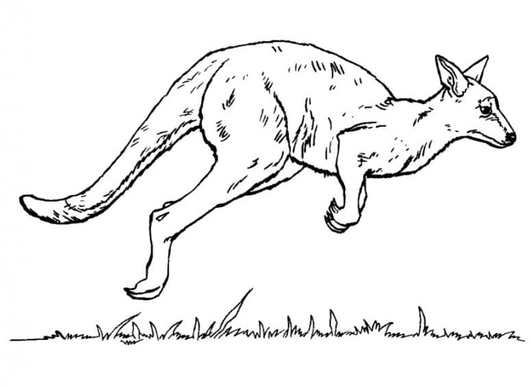 Dibujo gratuito Canguro #179678 de la coleccion Animales para imprimir