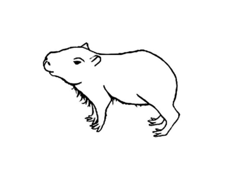 Dibujo gratuito Capibara #207568 de la coleccion Animales para imprimir