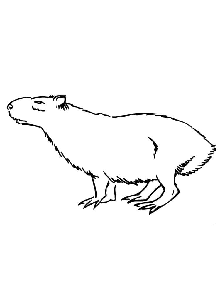 Dibujo gratuito Capibara #207571 de la coleccion Animales para imprimir