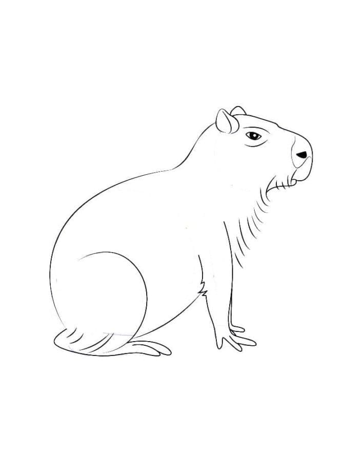 Dibujo gratuito Capibara #207598 de la coleccion Animales para imprimir