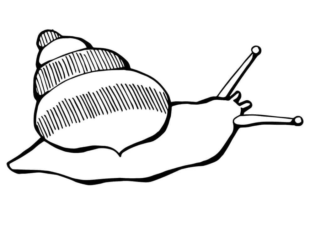 Dibujo gratuito Caracol #217009 de la coleccion Animales para imprimir Dibujo gratuito Caracol #217009 de la coleccion Animales para imprimir