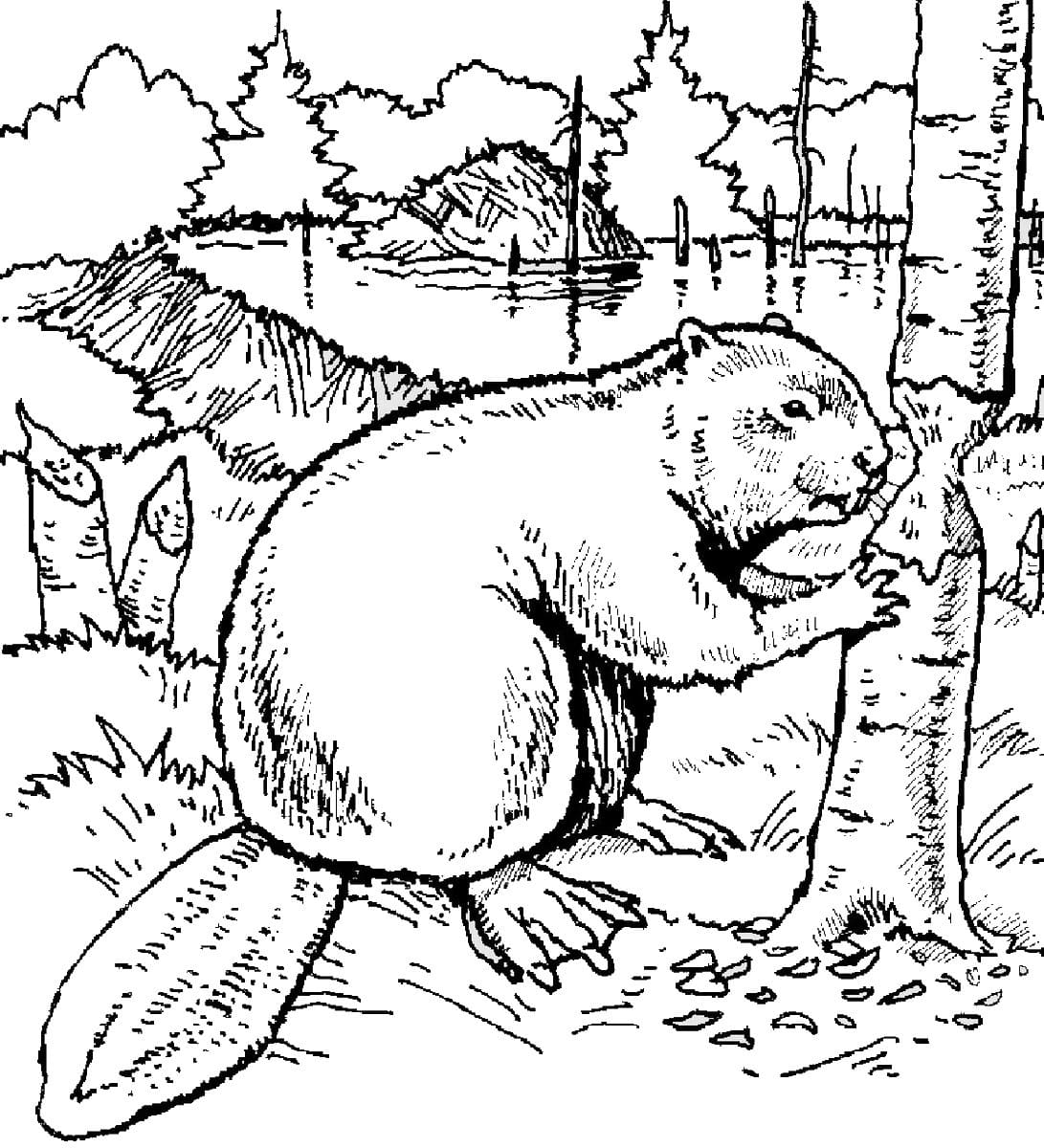 Dibujo gratuito Castor #207222 de la coleccion Animales para imprimir