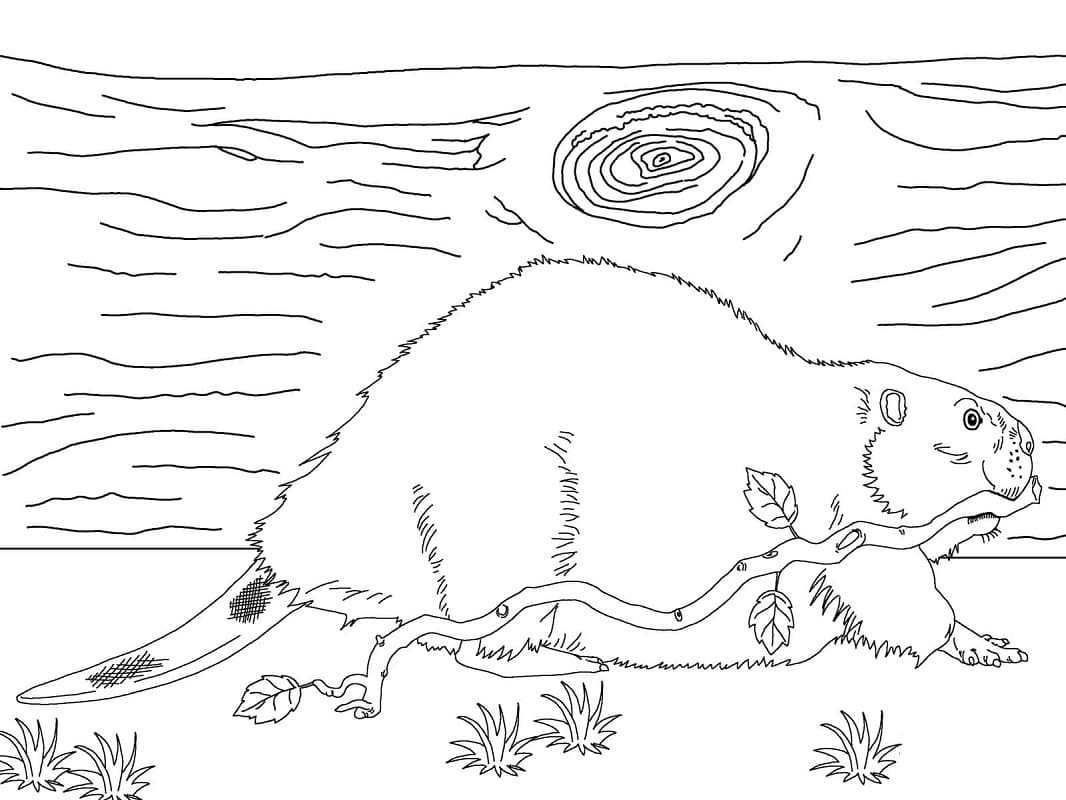 Dibujo gratuito Castor #207233 de la coleccion Animales para imprimir