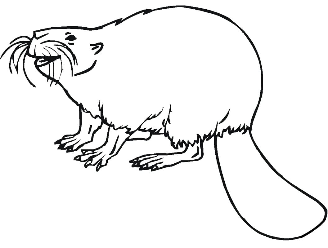 Dibujo gratuito Castor #207242 de la coleccion Animales para imprimir