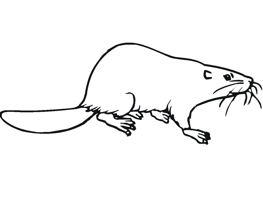 Dibujo gratuito Castor #207245 de la coleccion Animales para imprimir