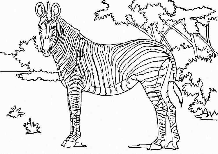 Dibujo para colorear: Cebra (Animales) #12956 - Dibujos para Colorear e Imprimir Gratis