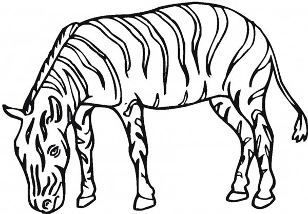 Dibujo para colorear: Cebra (Animales) #13133 - Dibujos para Colorear e Imprimir Gratis