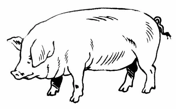 Dibujo gratuito Cerdo #17637 de la coleccion Animales para imprimir Dibujo gratuito Cerdo #17637 de la coleccion Animales para imprimir