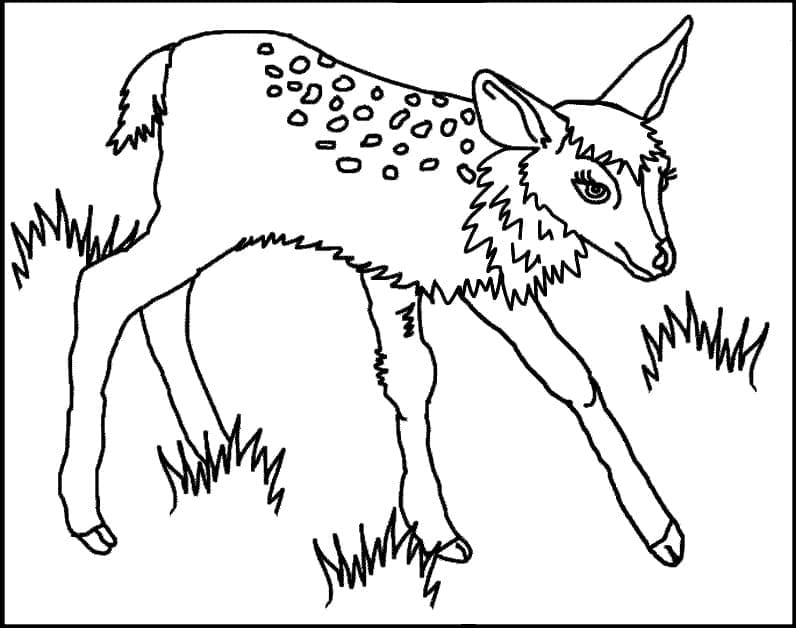 Dibujo gratuito Cervatillo #206073 de la coleccion Animales para imprimir