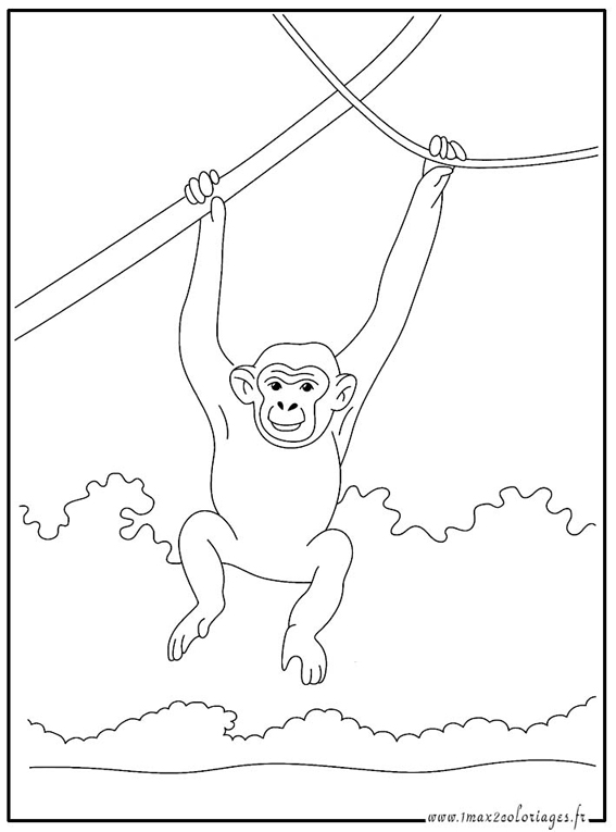 Dibujo para colorear: Chimpancé (Animales) #2761 - Dibujos para Colorear e Imprimir Gratis