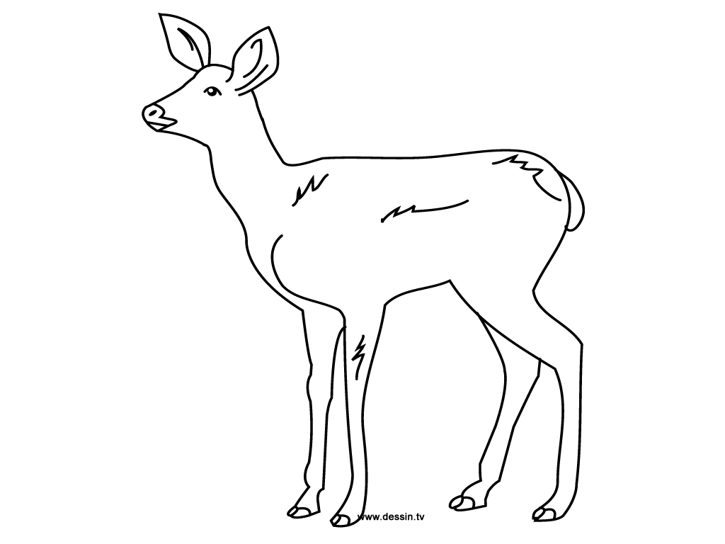 Dibujo gratuito Cierva #1143 de la coleccion Animales para imprimir