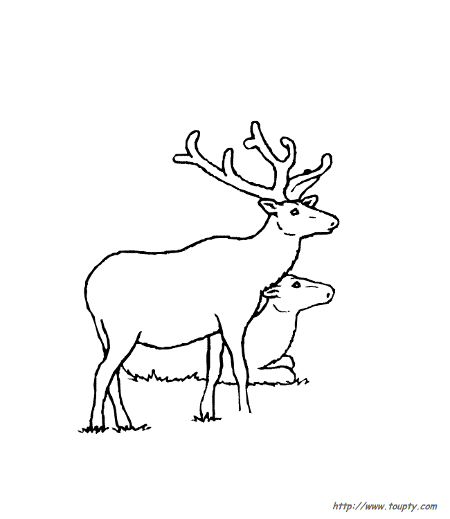 Dibujo para colorear: Cierva (Animales) #1157 - Dibujos para Colorear e Imprimir Gratis