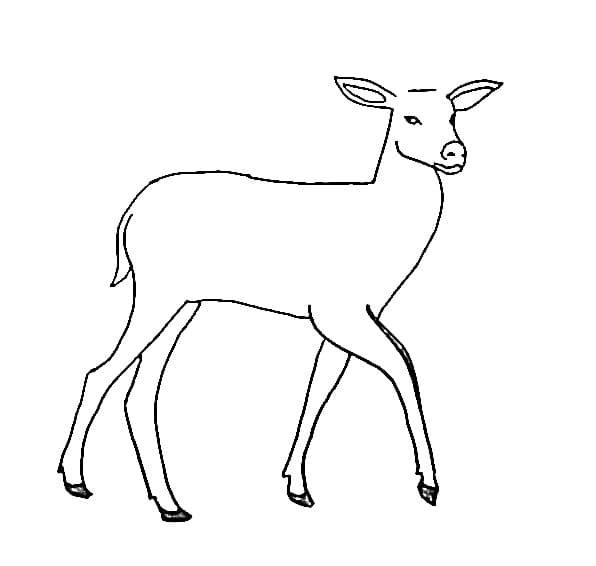 Dibujo gratuito Cierva #191110 de la coleccion Animales para imprimir