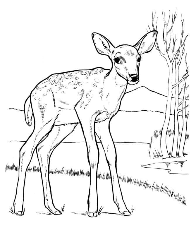 Dibujo gratuito Cierva #191116 de la coleccion Animales para imprimir Dibujo gratuito Cierva #191116 de la coleccion Animales para imprimir