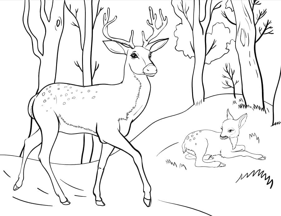 Dibujo gratuito Ciervo #191055 de la coleccion Animales para imprimir