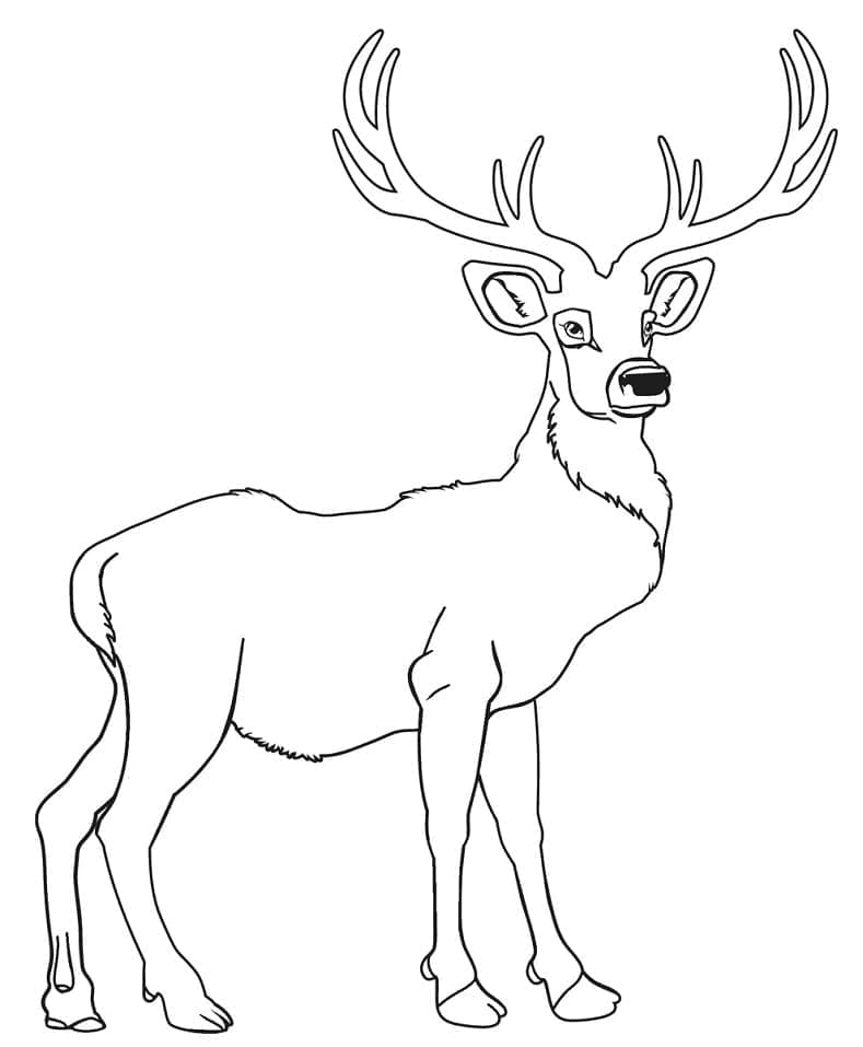 Dibujo gratuito Ciervo #191056 de la coleccion Animales para imprimir