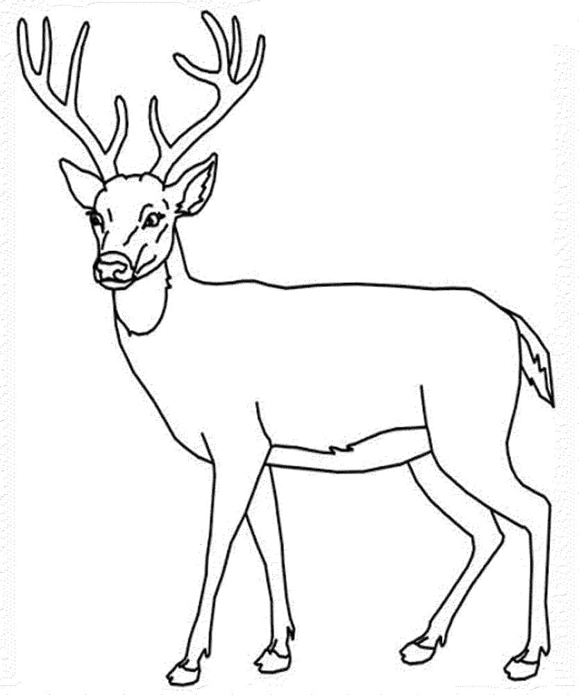 Dibujo gratuito Ciervo #191075 de la coleccion Animales para imprimir
