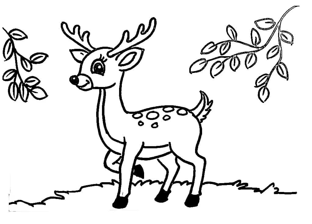 Dibujo gratuito Ciervo #191085 de la coleccion Animales para imprimir
