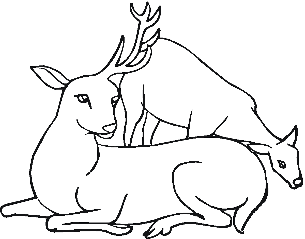 Dibujo gratuito Ciervo #2721 de la coleccion Animales para imprimir Dibujo gratuito Ciervo #2721 de la coleccion Animales para imprimir