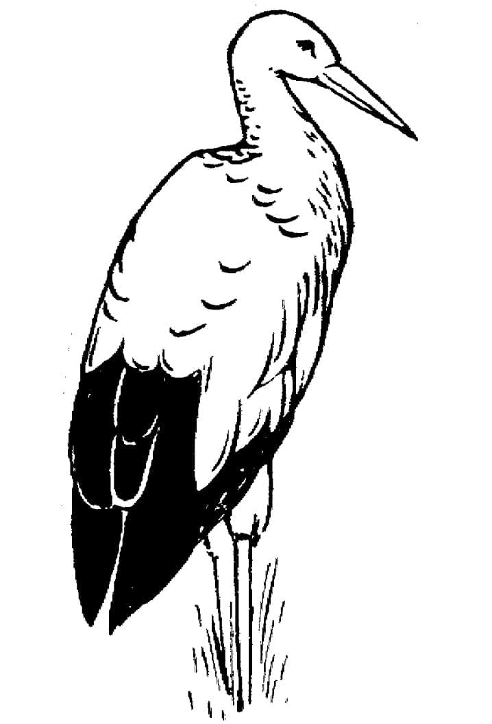 Dibujo gratuito Cigüeña #185253 de la coleccion Animales para imprimir