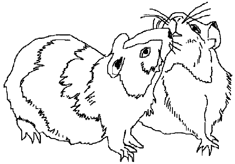 Dibujo gratuito Cobaya #18500 de la coleccion Animales para imprimir Dibujo gratuito Cobaya #18500 de la coleccion Animales para imprimir