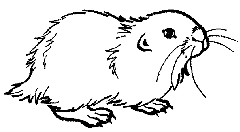 Dibujo gratuito Cobaya #18512 de la coleccion Animales para imprimir