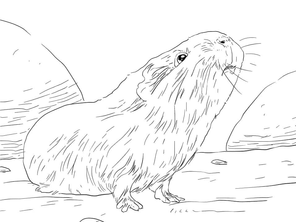 Dibujo gratuito Cobaya #211123 de la coleccion Animales para imprimir