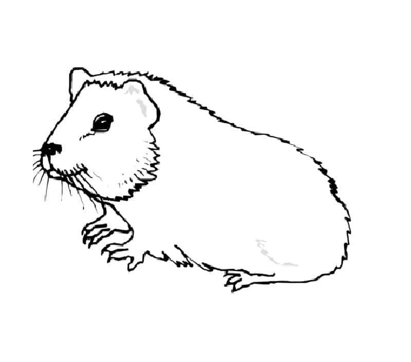 Dibujo gratuito Cobaya #211150 de la coleccion Animales para imprimir